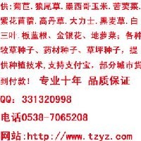 黑麦草种子 冬麦草图1