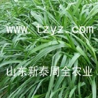 多年生牧草型黑麦草图1