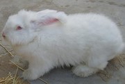 獭兔长毛兔图1