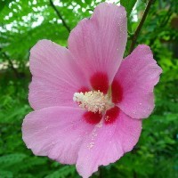 木槿苗