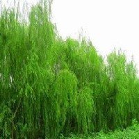 垂柳