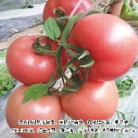 潍坊粉果番茄种苗