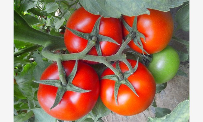 寿光优质番茄种苗