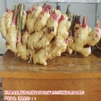 生姜种植基地-青州东夏绿田瓜菜合作社图1