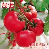 上海乾德番茄种苗图1