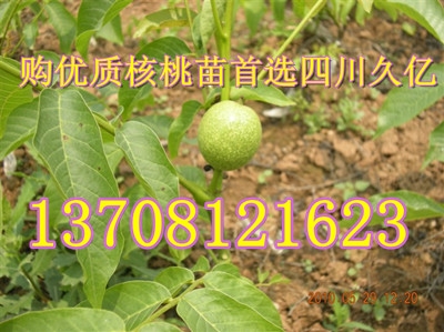 宜宾核桃苗种植基地图1