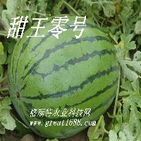 甜王零號(hào)西瓜種子