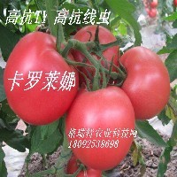 抗TY抗线虫番茄种子
