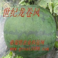 无籽西瓜种子