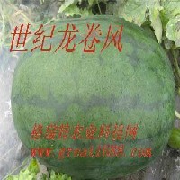 济南供应甜王零号西瓜种子 价格低产量高图1