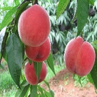 具有价值的映霜红桃树苗市场价格情况_德州高产桃树苗批发
