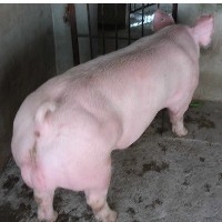 怀孕母猪--怀孕母猪价格--一个月的怀孕母猪