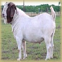 肉牛种羊肉驴图1