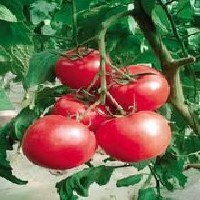 高产西红柿种苗