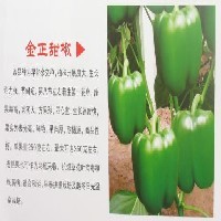辣椒种苗栽培图1