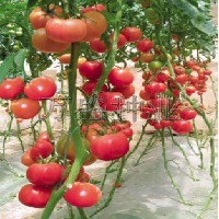 丰产番茄种子—玛丽娜3号