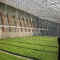 蔬菜温室大棚建设