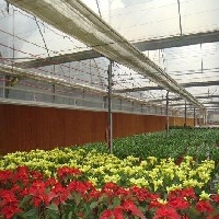 高档花卉温室