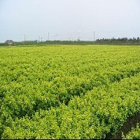 青州绿化苗木最新行情