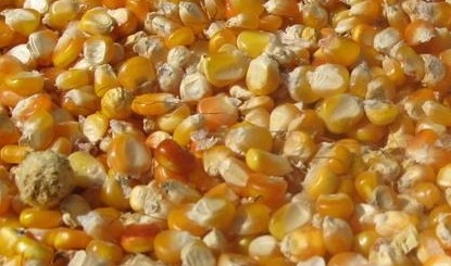玉米 大豆 小麦