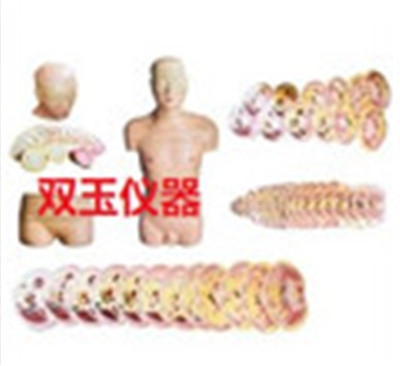 人体男女性头颈躯干横断断层解剖模