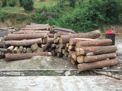 上海自贸区进口木材代理报关公司