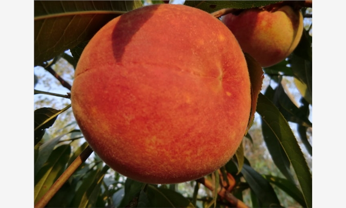桃树新品种图1