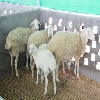 湖羊养殖排行榜|最好的湖羊养殖供应商就在苏州市