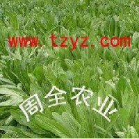 牧草新品种意大利菊苣图1