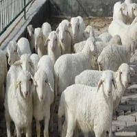 质量硬的纯种小尾寒羊市场价格情况，济宁纯种小尾寒羊种苗