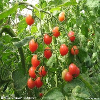 西红柿种子图1