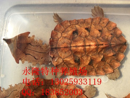 红玛塔水龟