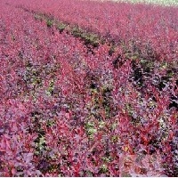 红叶小檗价格、红叶小檗供应、青州红叶小檗、雨轩图1