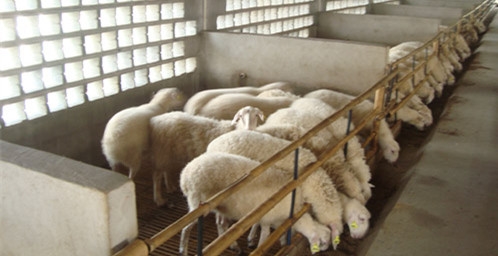 众诚湖羊养殖湖羊成品羊2图1