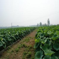 济南最大泰国花奇莲种植基地 莲藕种植技术图1