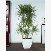 绿萝，成都绿化工程，绿化苗木设计