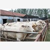 夏洛莱肉牛肉羊养殖技术价格