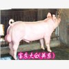 供应猪仔 富东牧业种猪养殖场，种