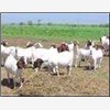 波尔山羊养殖场养羊基地