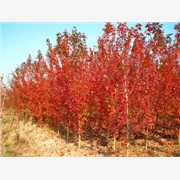 美国红枫树小苗，秋季美国红枫，秋图1