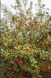 苹果树，3-10公分平果树