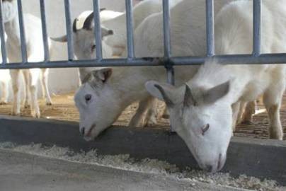 白山羊养殖场白山羊养殖利润白山羊