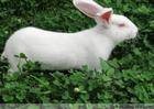 单县獭兔养殖场供应獭兔价格,肉兔