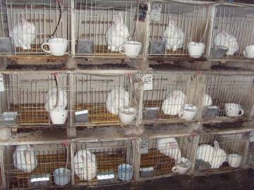 种兔养殖基地供应种兔(图)种兔价