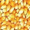 华剑畜牧求购玉米小麦大豆