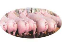 富东牧业潍坊种猪场供应大约克种猪