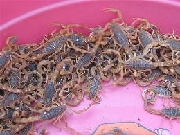 山东轴承钢管  小口径轴承钢管