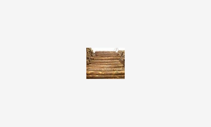 顺通木业供应建筑方木，木材加工，图1