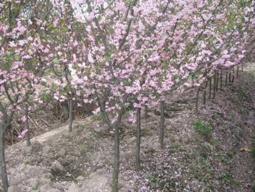 供应山东垂丝海棠，山东垂丝海棠基