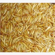 杂交黄粉虫，黄粉虫高效养殖技术Z